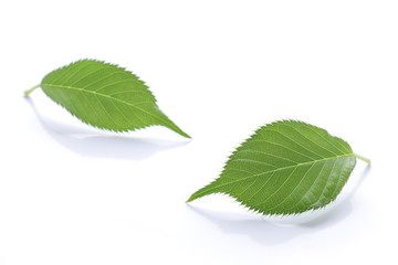 fresh green leaf on white