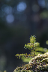 Spruce tree seedling
