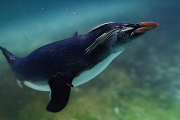 Pinguin underwater