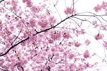 sakura