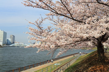 隅田川と満開の桜並木