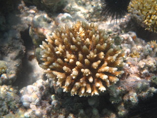 pesci e barriera corallina red sea