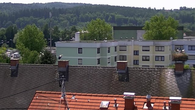 Sechs Kamine, zwei Altst&ouml;rche und ein Storchennest mit drei Jungst&ouml;rchen (Totale)
