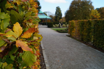 Allee