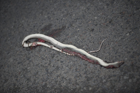 Dead snake as a road kill on a highway