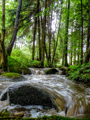 Creek in the forest with a dynamic water.