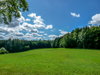 Grassy meadow between the woods.