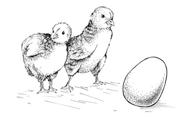 the chick egg - 143873990