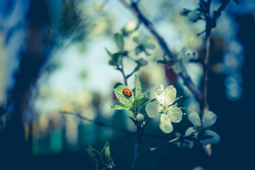 Spring White Blooming Trees Retro