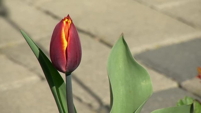 Eine rotgelbe geschlossene Tulpenbl&uuml;te mit Pflastersteinen im Hintergrund bewegt sich im Wind 