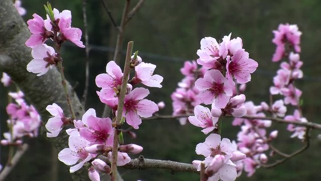 Kaum Bewegung bei den Pfirsichblüten