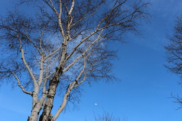 Before Spring