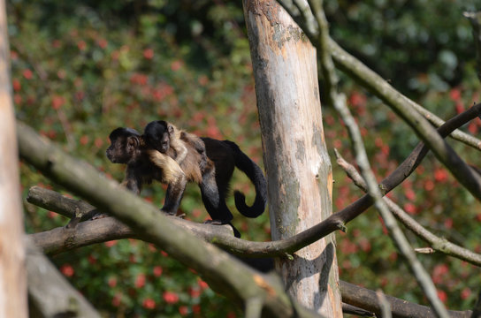 Baby Tufted Capuchin Monkey Clinging to the Back of It's Mom