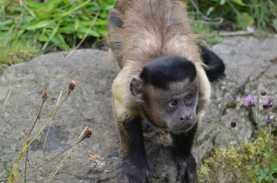 Fantastic Tufted Capuchin Monkey Looking Up at the Sky