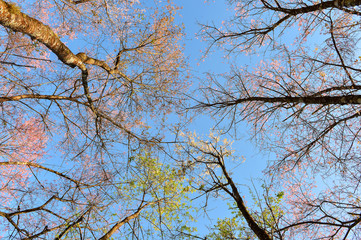 sakura ,sakura on blue sky,sakura colour