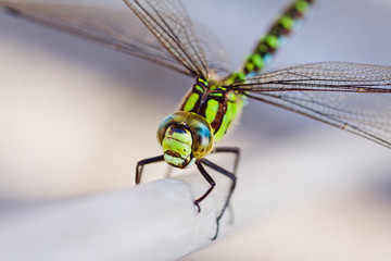 Dragonfly