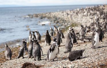The Magellanic penguin on the Islands of Tierra del fuego, Patagonia, Argentina, colony © Oleksii