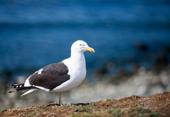 Common gull, Larus canus, ashore