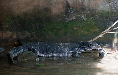 Monitor Lizard (Varanus niloticus) making its way through a pond choked with stones