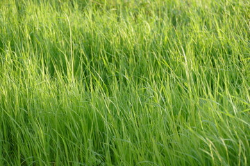 Gras 