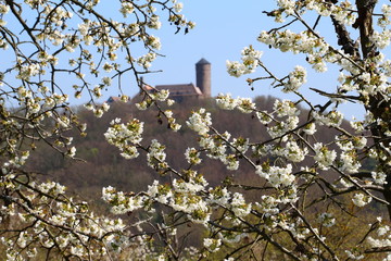 Kirschbl&uuml;te mit alter Burg