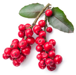 European Holly (Ilex) leaves and fruit on a white background.