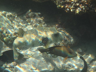 barriera corallina e pesci