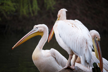 Flock of white pelicans on the lake, Pelecanus onocrotalus.