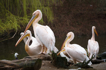 Flock of white pelicans on the lake, Pelecanus onocrotalus.