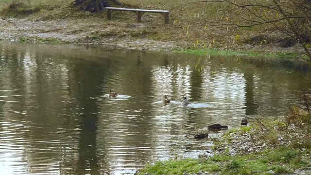 Ducks on the lake. A flock of ducks.