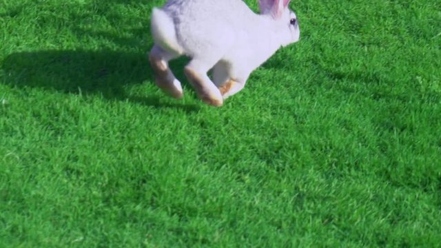 Running Bunny Images Browse 15 614 Stock Photos Vectors And Video