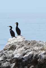 cormorants