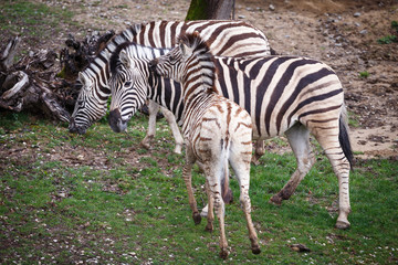 Burchell's Zebra family group (Equus quagga burchellii)