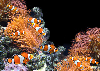 Naklejka na ściany i meble Sea anemone and clown fish