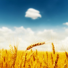 golden crop on field under deep blue sky with clouds