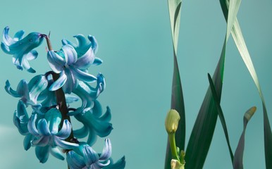 Hyacinth in blue