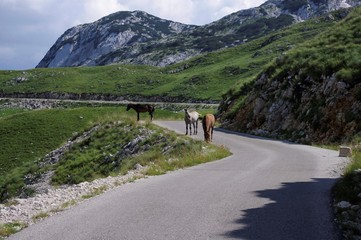 Park Durmitor dzikie konie © radek5252