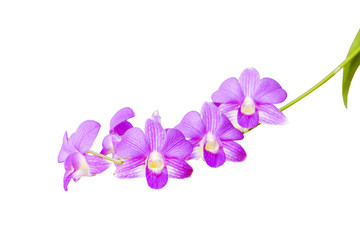 Orchid flowers,Pink orchid isolated on white background