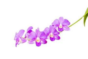Fotobehang Orchidee Orchideebloemen, Roze die orchidee op witte achtergrond wordt geïsoleerd