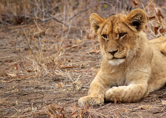 Fototapeta na wymiar Lion Cub taking a rest