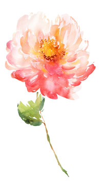 Flowers watercolor illustration