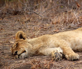 Lion Cub taking a rest