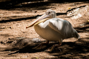 Pelican