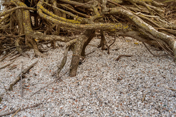 the exposed roots of a tree on Shelly beach