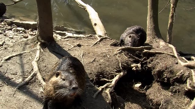 Junge Sumpfbiber am Flu&szlig;ufer