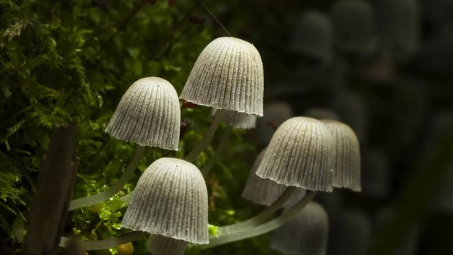macro video of approximation of the fungus