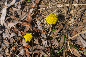 Pair of wild Tussilago farfara flowers in early spring meadow, their natural biosphere in Ukraine