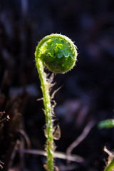Spring young fern