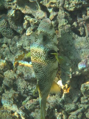 pesci e barriera corallina