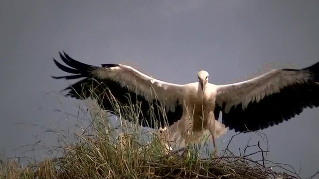 Flug&uuml;bung eines jungen Storches im Nest